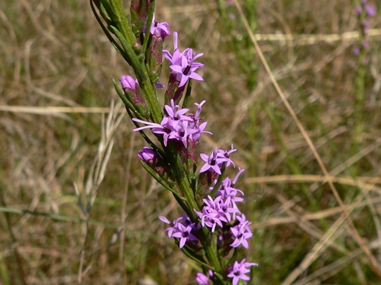 {Liatris microcephala}